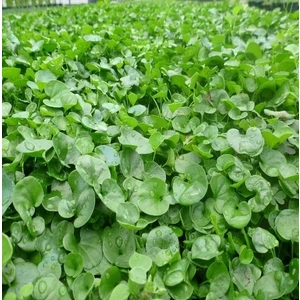 Fare Kulağı Çim Tohumu