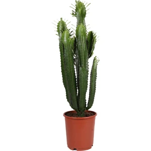 Euphorbia Acrurensis - Afrika Süt Ağacı - Büyük Kovboy Kaktüs 100 cm