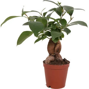 Ficus Microcarpa Ginseng - Minyatür Bonsai Ağacı 15-20 cm