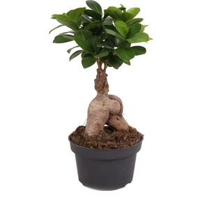 Ficus Microcarpa Ginseng - Minyatür Bonsai Ağacı 25-30 cm