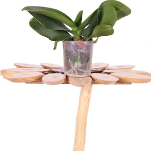 Ithal Orkide Fidesi - Multi Flora - (1 Yaşında) – 25 cm