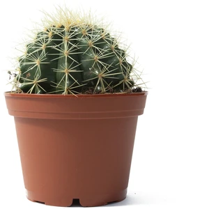 Altınfıçı Kaktüsü - Echinocactus Grusonii 30-35 cm