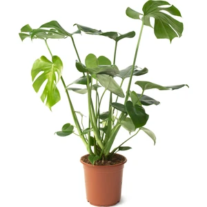 Monstera Bitkisi - Deve Tabanı Çiçeği 85-90 cm Çoklu Gövde Iri Yapraklı 21'lik Saksıda