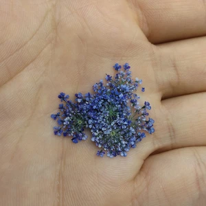 Sultan Otu - Kurutulmuş Çiçek - Mavi