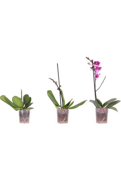 Bitkim Ithal Orkide Fidesi 1 Dallı - Multi Flora - (1,5 Yaşında) – 30 cm