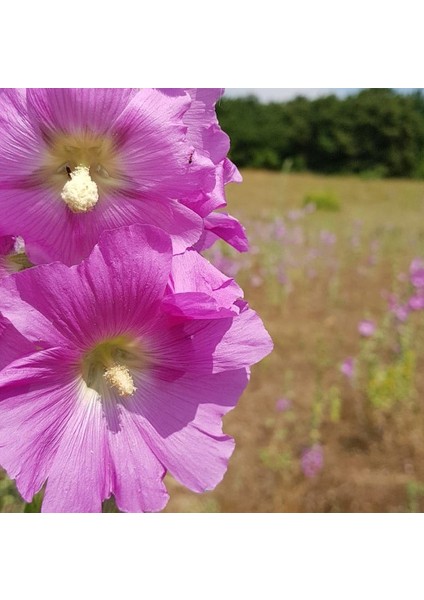 Pembe Hatmi Çiçeği Tohumu Gülhatmi Çiçeği Tohumu 10 Tohum + Ekim Seti Saksı + Toprak