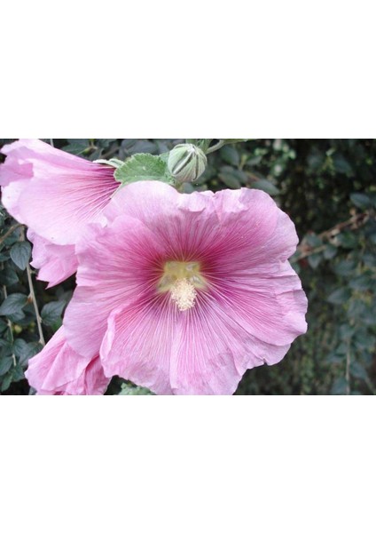 Pembe Hatmi Çiçeği Tohumu Gülhatmi Çiçeği Tohumu 10 Tohum + Ekim Seti Saksı + Toprak fiyatları