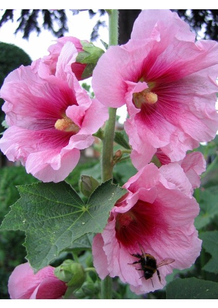 Pembe Hatmi Çiçeği Tohumu Gülhatmi Çiçeği Tohumu 10 Tohum + Ekim Seti Saksı + Toprak modelleri