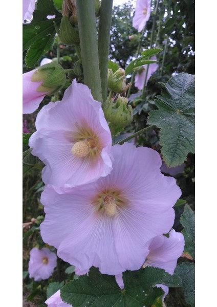 Pembe Hatmi Çiçeği Tohumu Gülhatmi Çiçeği Tohumu 10 Tohum + Ekim Seti Saksı + Toprak fırsatları