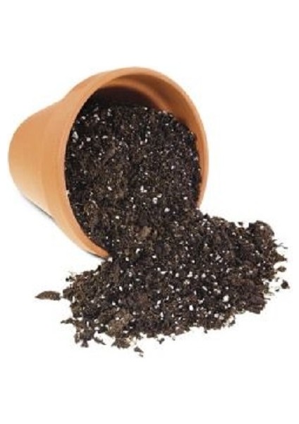 Pembe Hatmi Çiçeği Tohumu Gülhatmi Çiçeği Tohumu 10 Tohum + Ekim Seti Saksı + Toprak indirimleri