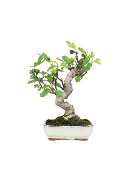 Murat Tohum Bodur Bonsai Siyah Incir Ağacı Tohumu 5 Adet Tohum Ekim Seti + Saksı + Toprak