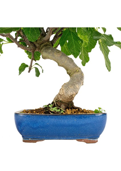 Murat Tohum Bodur Bonsai Siyah Incir Ağacı Tohumu 5 Adet Tohum Ekim Seti + Saksı + Toprak