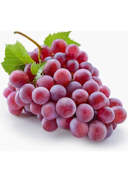 Tüplü Crimson Seedless Pembe Üzüm ( 2 Yaşında- Boy 50 - 70CM ) Asma Üzüm Fidanı