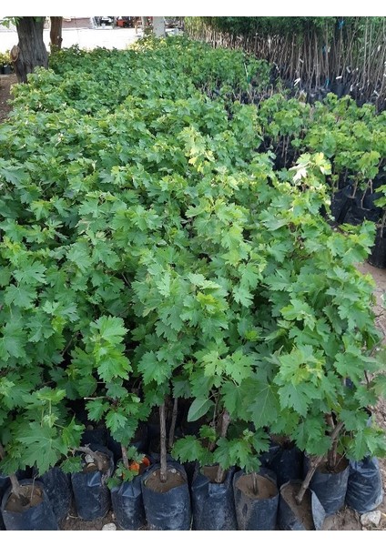 Tüplü Crimson Seedless Pembe Üzüm ( 2 Yaşında- Boy 50 - 70CM ) Asma Üzüm Fidanı