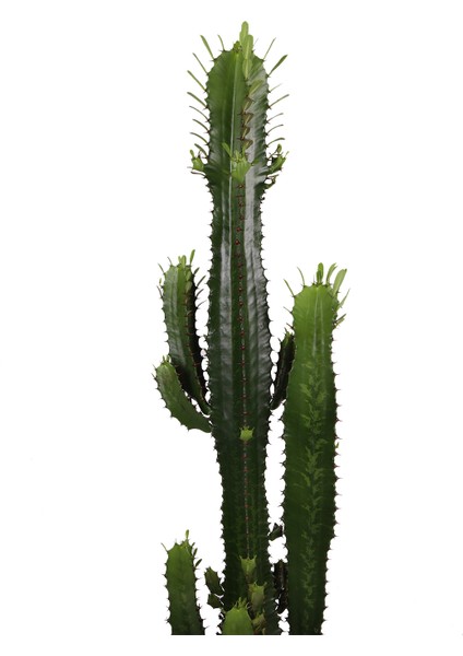 Euphorbia Acrurensis - Afrika Süt Ağacı - Büyük Kovboy Kaktüs 100 cm fiyatları