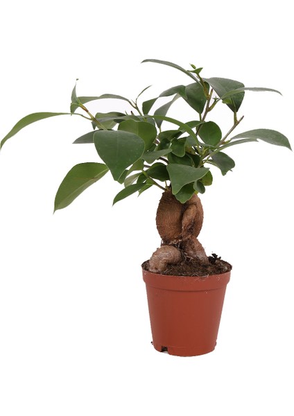 Ficus Microcarpa Ginseng - Minyatür Bonsai Ağacı 15-20 cm
