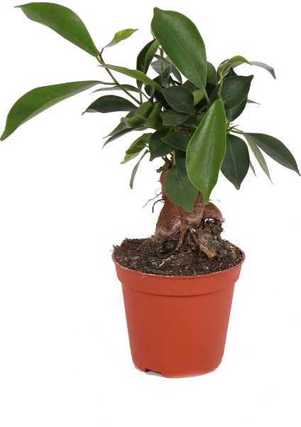 Ficus Microcarpa Ginseng - Minyatür Bonsai Ağacı 15-20 cm