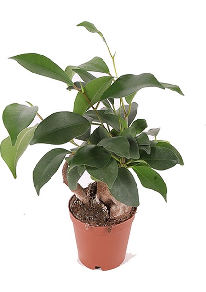 Ficus Microcarpa Ginseng - Minyatür Bonsai Ağacı 15-20 cm
