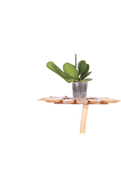 Ithal Orkide Fidesi 1 Dallı - Multi Flora - (1,5 Yaşında) – 30 cm
