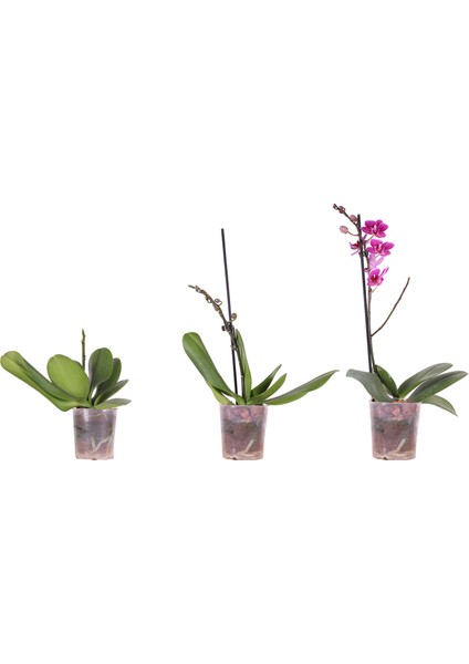 Ithal Orkide Fidesi 1 Dallı - Multi Flora - (1,5 Yaşında) – 30 cm