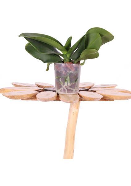 Ithal Orkide Fidesi - Multi Flora - (1 Yaşında) – 25 cm