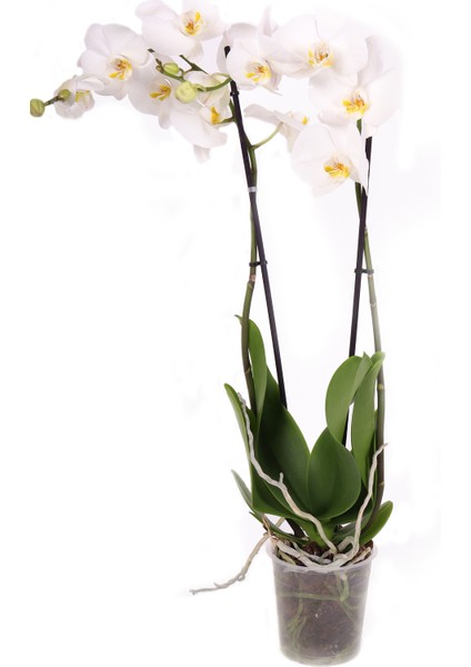 2 Dal (Çift Dal) Xl Orkide Çiçeği Beyaz - Phalaenopsis 80 cm