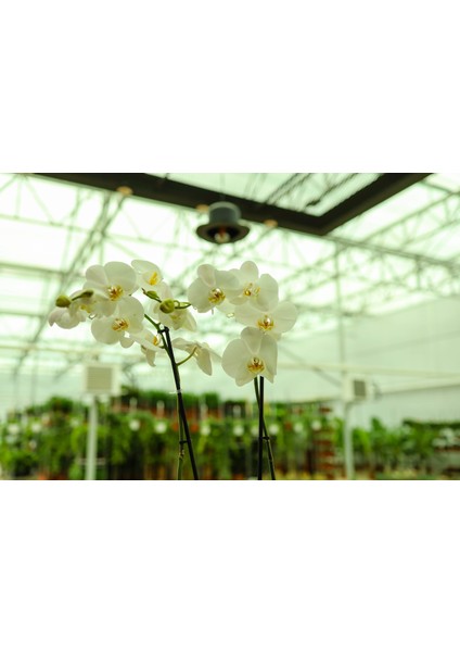 2 Dal (Çift Dal) Xl Orkide Çiçeği Beyaz - Phalaenopsis 80 cm