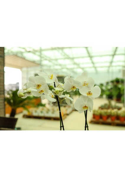 2 Dal (Çift Dal) Xl Orkide Çiçeği Beyaz - Phalaenopsis 80 cm