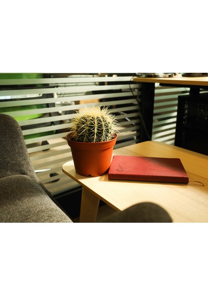 Altınfıçı Kaktüsü - Echinocactus Grusonii 30-35 cm