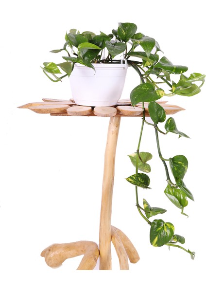 Pothos (Potos) Salon Sarmaşığı - Epipremnum Aureum 30 cm