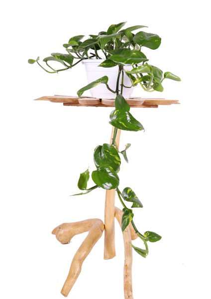 Pothos (Potos) Salon Sarmaşığı - Epipremnum Aureum 30 cm
