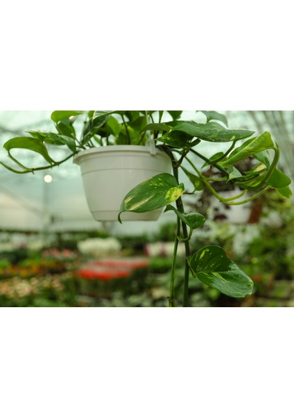Pothos (Potos) Salon Sarmaşığı - Epipremnum Aureum 30 cm