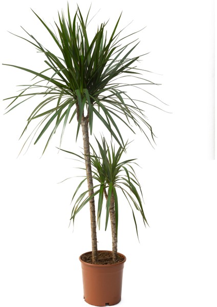 Dracena Marginata Bitkisi - Madagaskar Dragon Ağacı 2'li 130-140 cm