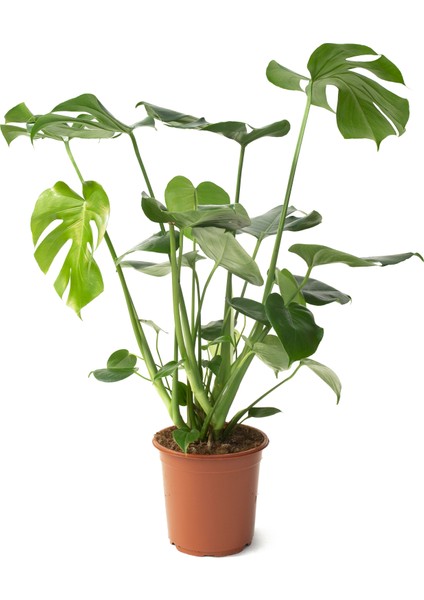 Monstera Bitkisi - Deve Tabanı Çiçeği 85-90 cm Çoklu Gövde Iri Yapraklı 21'lik Saksıda