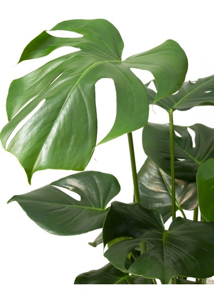 Monstera Bitkisi - Deve Tabanı Çiçeği 85-90 cm Çoklu Gövde Iri Yapraklı 21'lik Saksıda