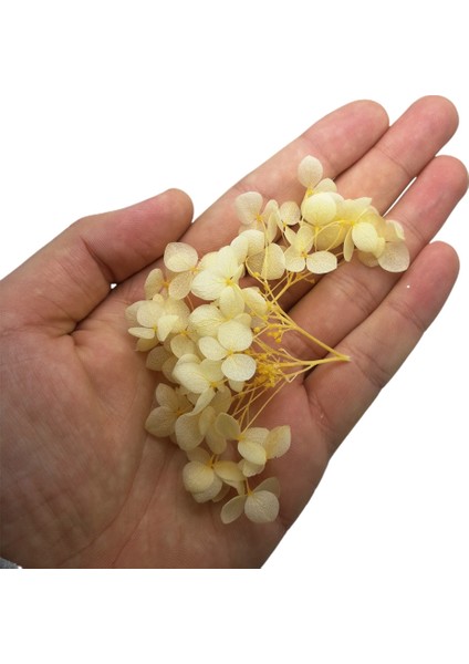 Kurutulmuş Çiçek - Krem fiyatları