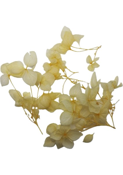 Kurutulmuş Çiçek - Krem modelleri