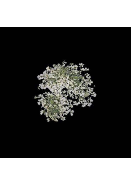 Sultan Otu - Kurutulmuş Çiçek - Beyaz