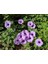 Ipomea Palmata Sarmaşık Çiçeği Tohumu Ekim Seti 5 Tohum + Saksı +Toprak 4
