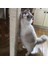 Kedi Tırmalama Ipi 4 Mm X 30 Metre 3