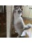 Kedi Tırmalama Ipi 4 Mm X 50 Metre 3