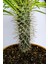 Toptan Kaktüs - Pachypodium Lamerei Madagaskar Palmiyesi Tekli Özel  Kaktüs 12 cm Saksıda 4