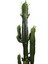 Euphorbia Acrurensis - Afrika Süt Ağacı - Büyük Kovboy Kaktüs 100 cm 2