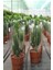 Euphorbia Acrurensis - Afrika Süt Ağacı - Büyük Kovboy Kaktüs 100 cm 3