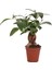 Ficus Microcarpa Ginseng - Minyatür Bonsai Ağacı 15-20 cm 1
