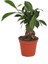 Ficus Microcarpa Ginseng - Minyatür Bonsai Ağacı 15-20 cm 2