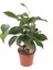 Ficus Microcarpa Ginseng - Minyatür Bonsai Ağacı 15-20 cm 3