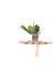 Ithal Orkide Fidesi 1 Dallı - Multi Flora - (1,5 Yaşında) – 30 cm 1