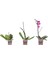 Ithal Orkide Fidesi 1 Dallı - Multi Flora - (1,5 Yaşında) – 30 cm 2