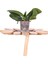 Ithal Orkide Fidesi - Multi Flora - (1 Yaşında) – 25 cm 1